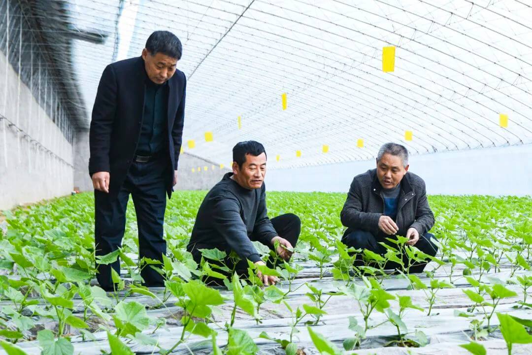 辛集镇乡村振兴合伙带头人李庆国： “四位一体”打造黄瓜产业融合发展新高地